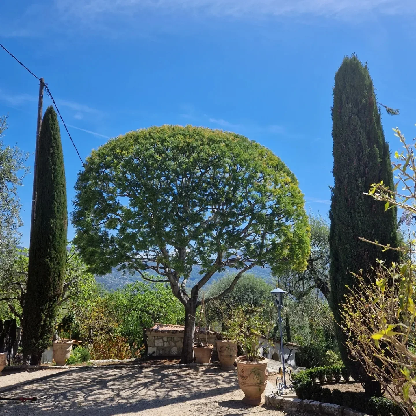 Mimosa avant floraison — Valbonne